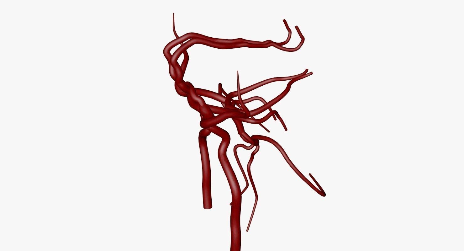 Circle Of Willes Blood Supply Of Brain 3d Model 3D model_45