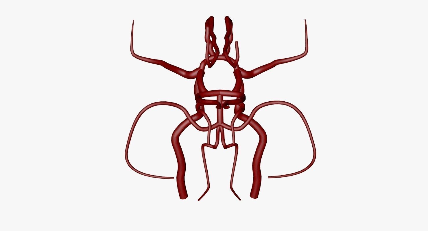 Circle Of Willes Blood Supply Of Brain 3d Model 3D model_20