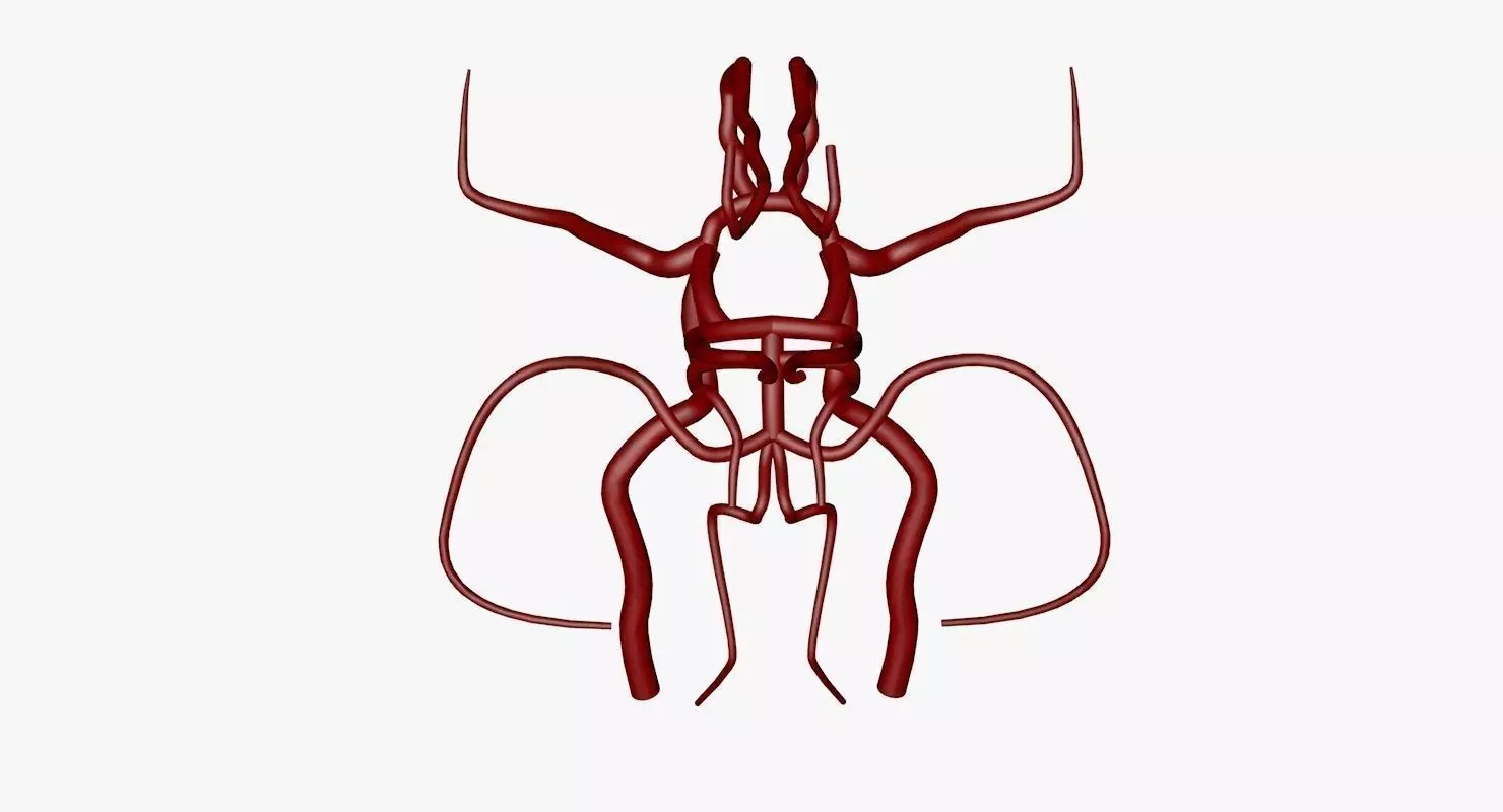 Circle Of Willes Blood Supply Of Brain 3d Model 3D model_0
