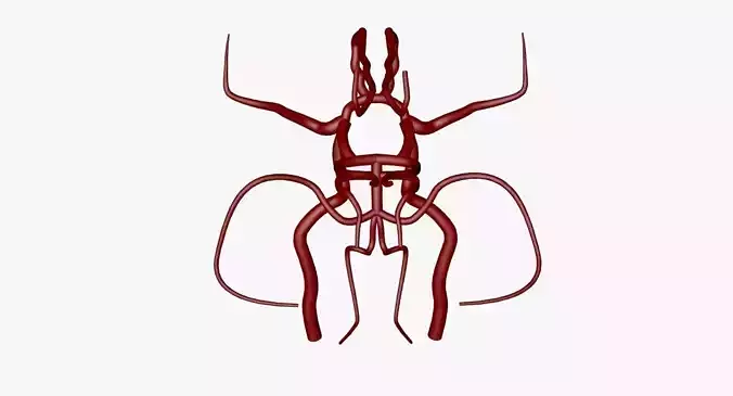 Circle Of Willes Blood Supply Of Brain 3d Model 3D model