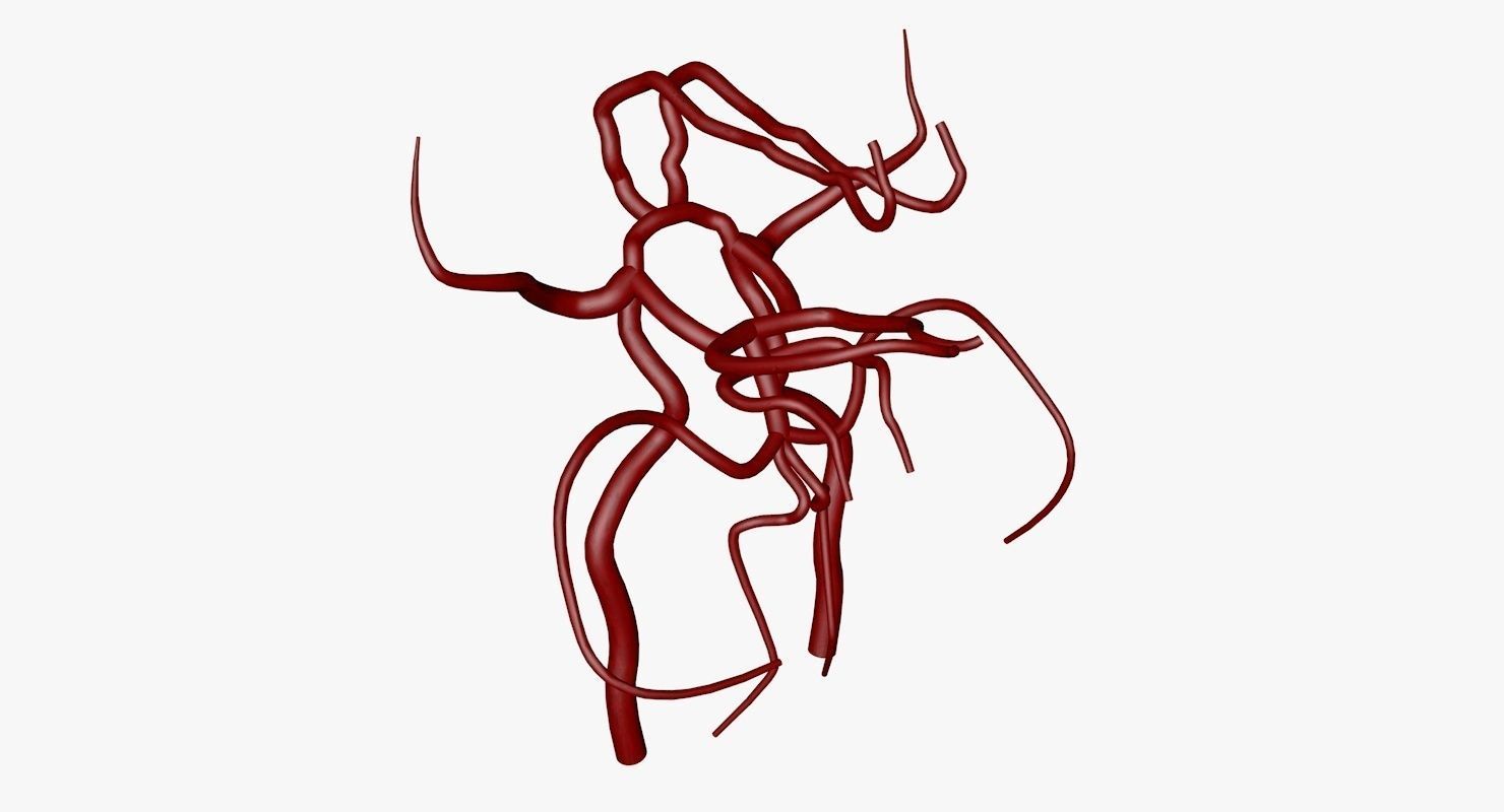 Circle Of Willes Blood Supply Of Brain 3d Model 3D model_28