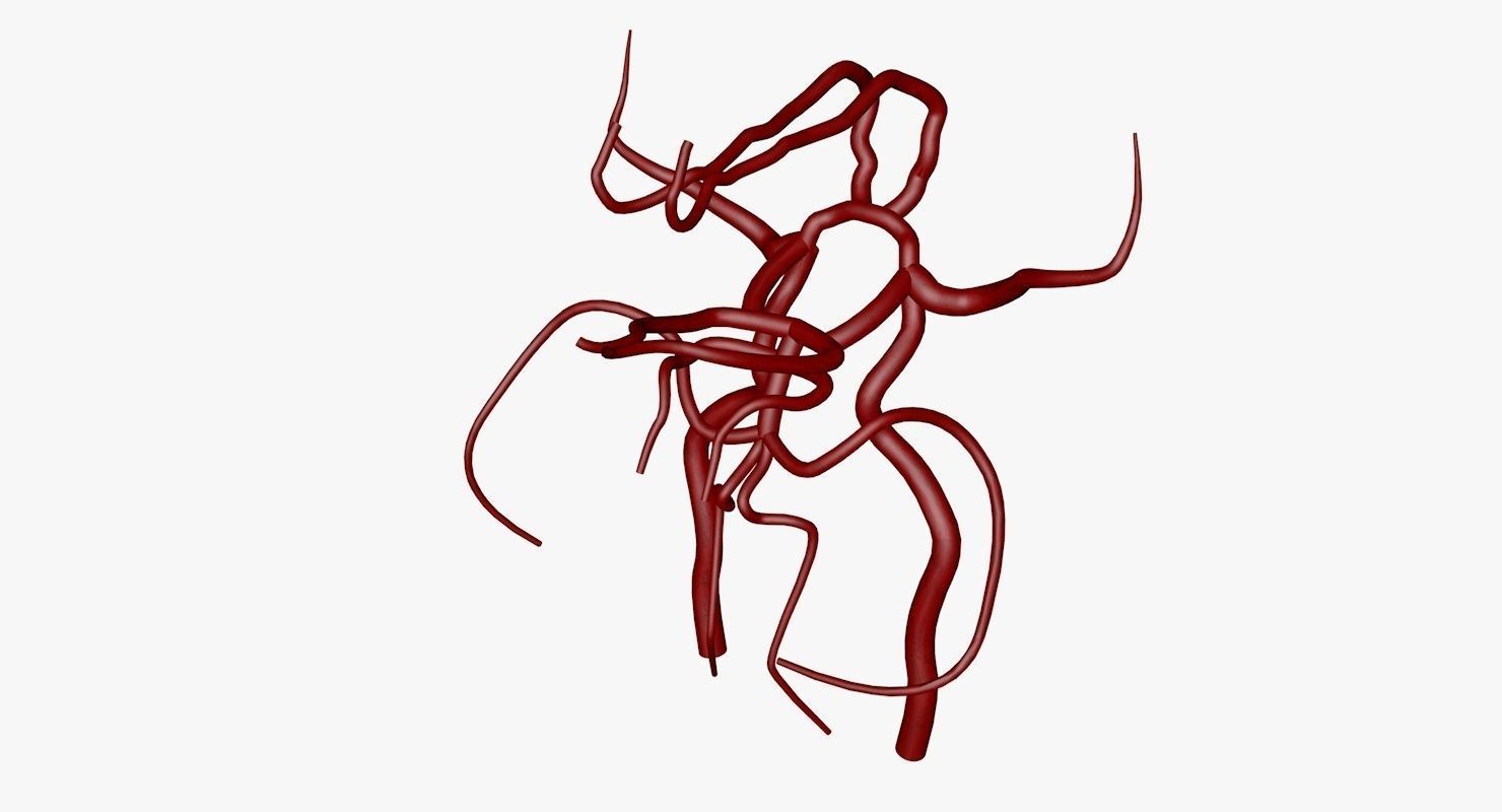 Circle Of Willes Blood Supply Of Brain 3d Model 3D model_49