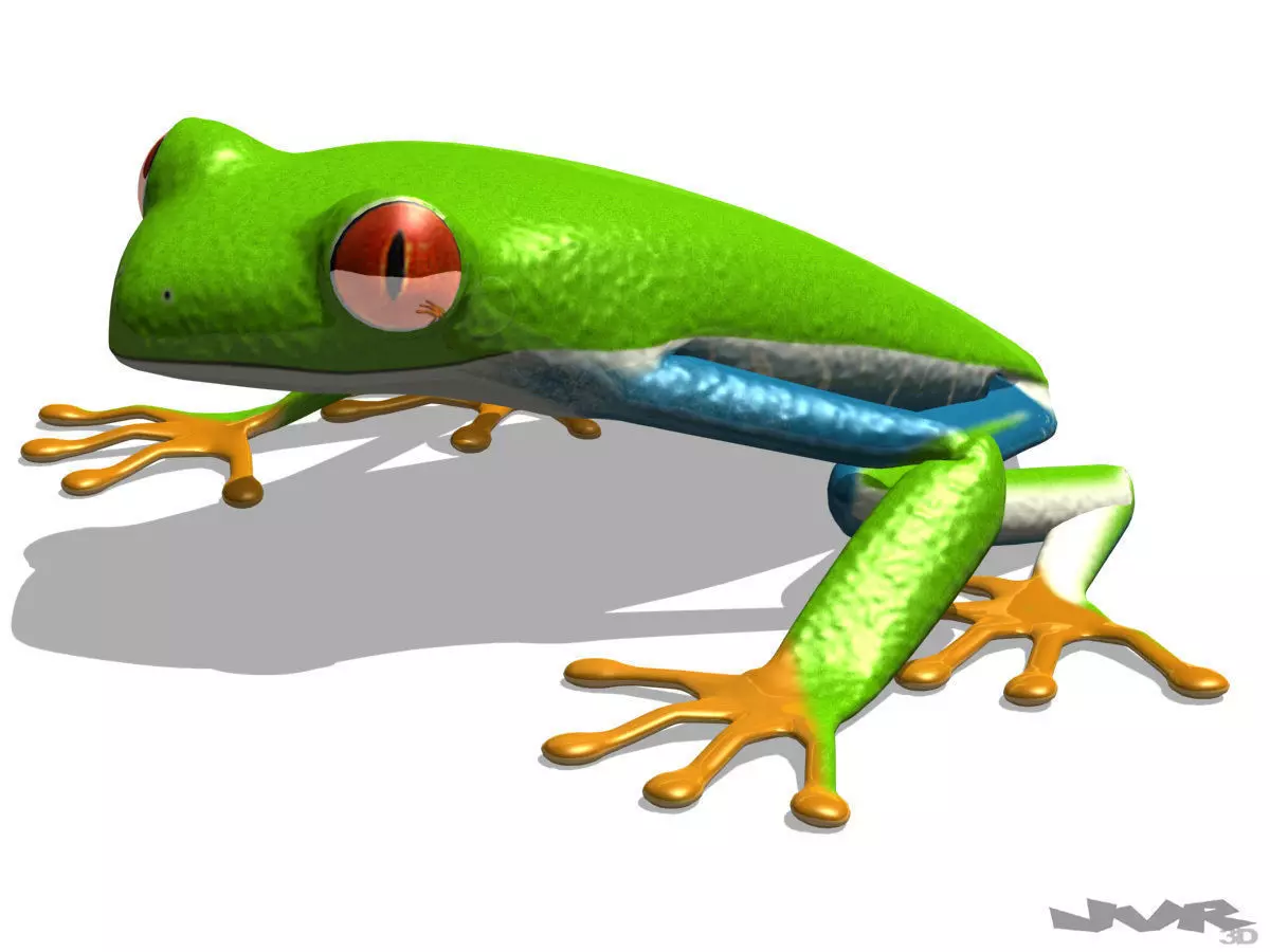 Agalychnis Callidryas - Tree frog 3D model_0