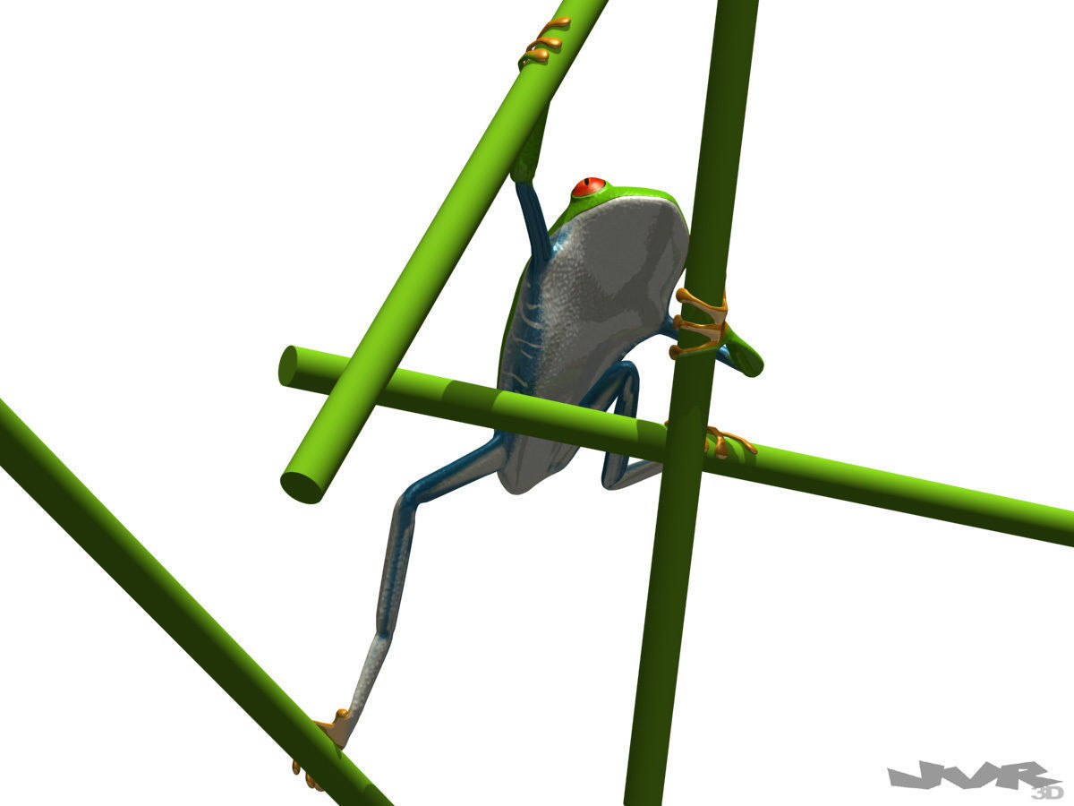 Agalychnis Callidryas - Tree frog 3D model_1