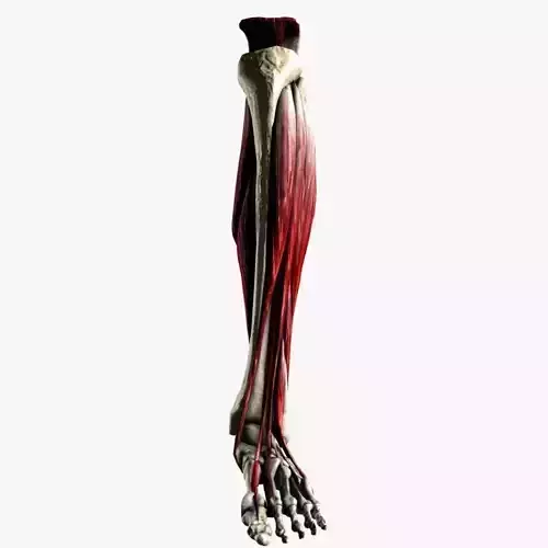 Ankle Joint High Definition Medically Accurate Anatomy Model Low-poly 3D model