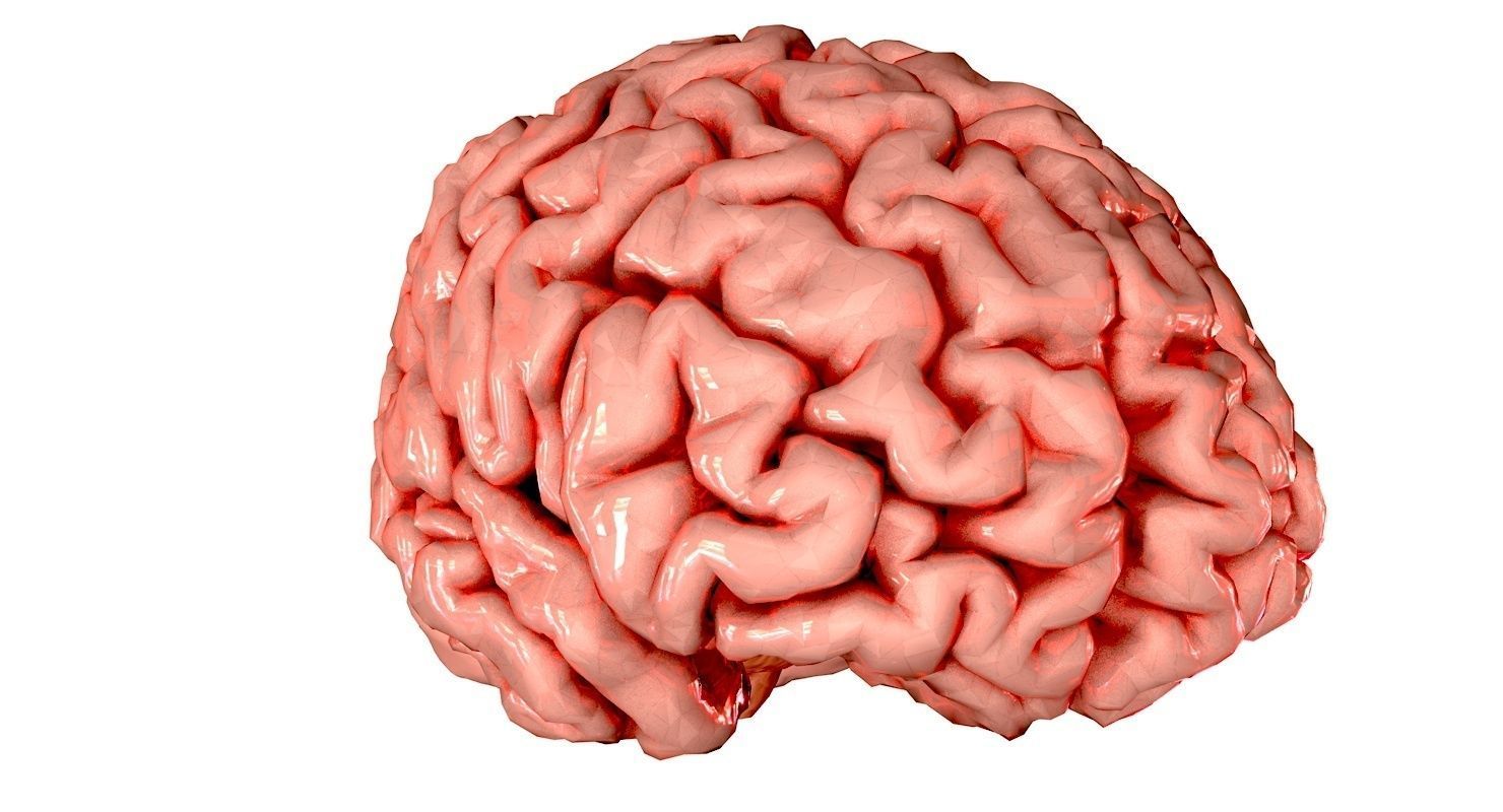 Brain Medically Accurate Brain Anatomy Model High Resolution 3D model_46