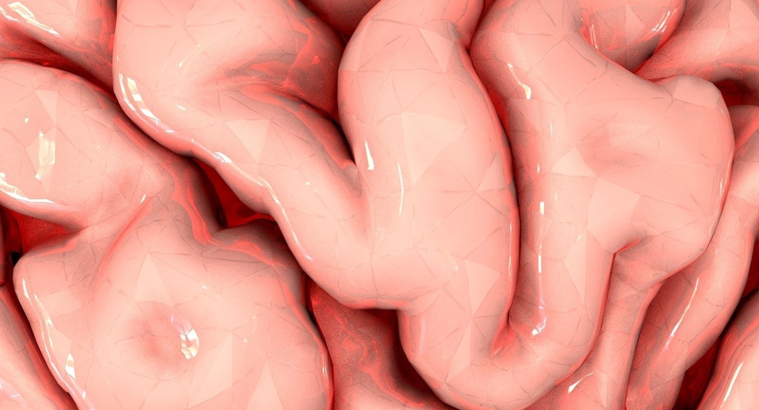 Brain Medically Accurate Brain Anatomy Model High Resolution 3D model_5