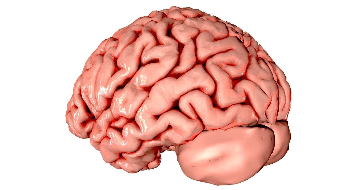 Brain Medically Accurate Brain Anatomy Model High Resolution 3D model_27