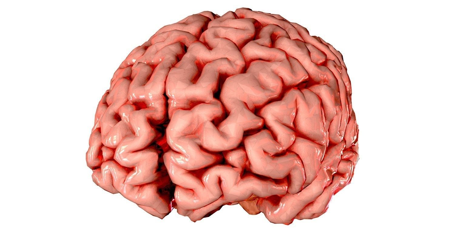 Brain Medically Accurate Brain Anatomy Model High Resolution 3D model_51