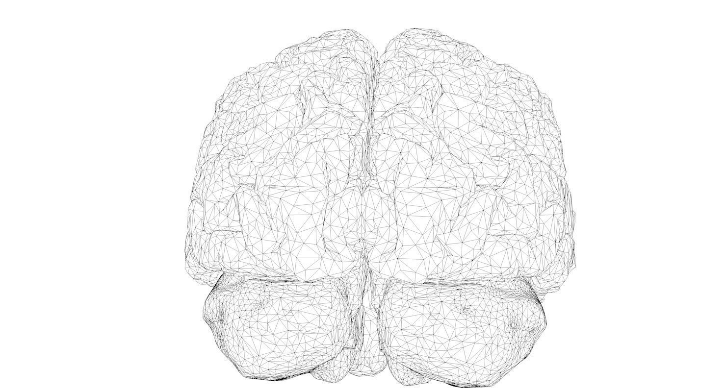 Brain Medically Accurate Brain Anatomy Model High Resolution 3D model_15