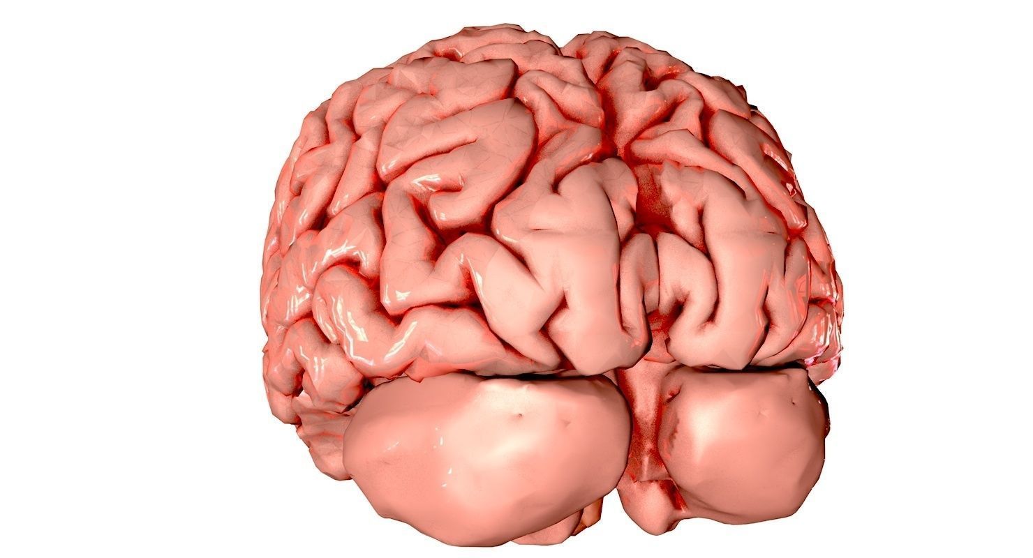 Brain Medically Accurate Brain Anatomy Model High Resolution 3D model_29