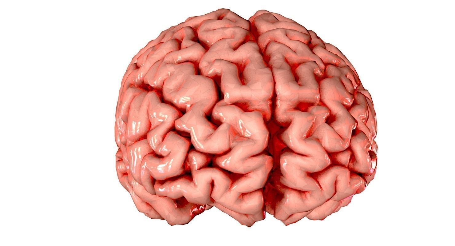 Brain Medically Accurate Brain Anatomy Model High Resolution 3D model_49