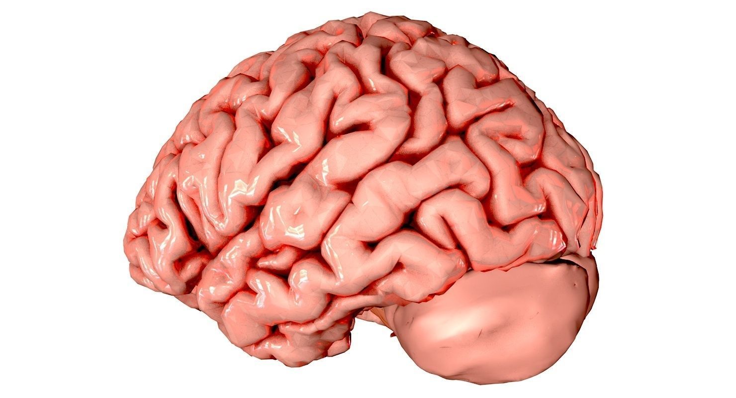 Brain Medically Accurate Brain Anatomy Model High Resolution 3D model_22