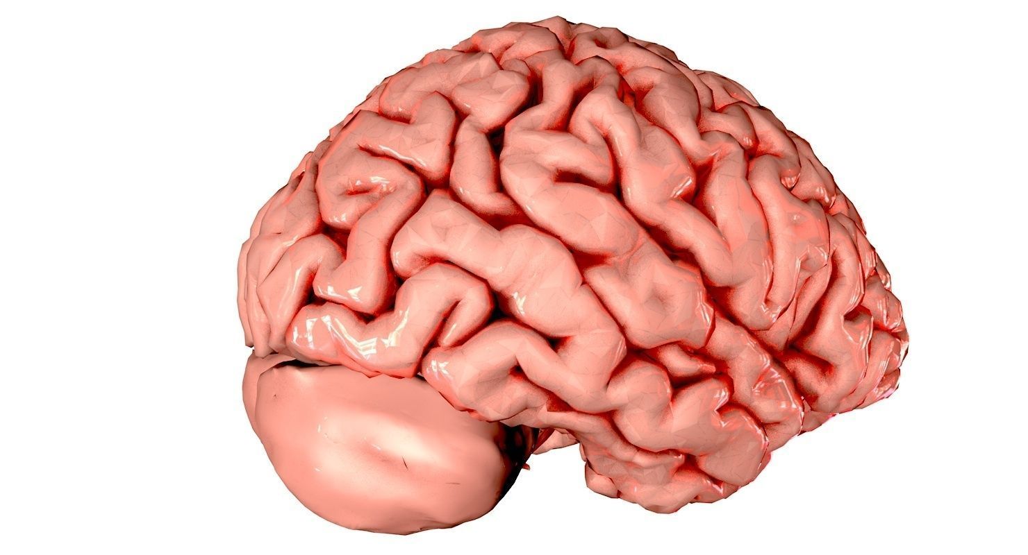 Brain Medically Accurate Brain Anatomy Model High Resolution 3D model_39