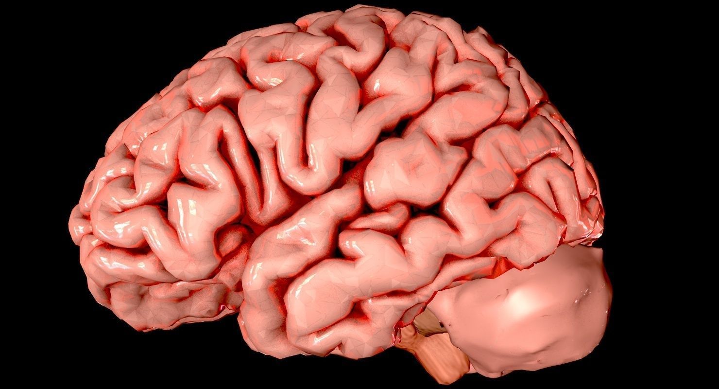 Brain Medically Accurate Brain Anatomy Model High Resolution 3D model_7