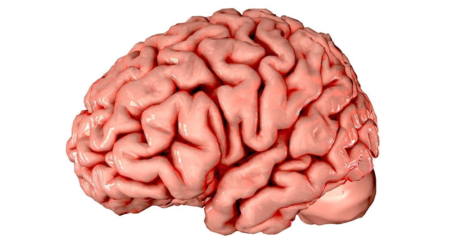 Brain Medically Accurate Brain Anatomy Model High Resolution 3D model_20