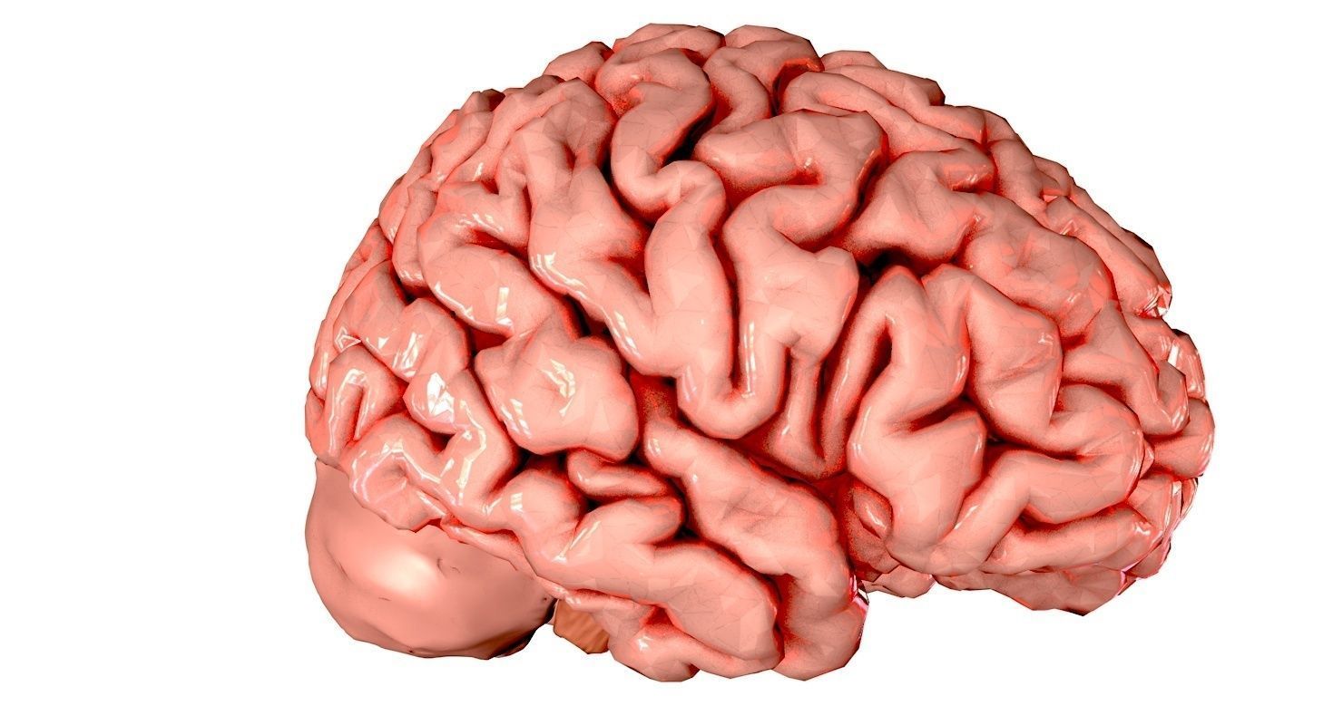 Brain Medically Accurate Brain Anatomy Model High Resolution 3D model_41