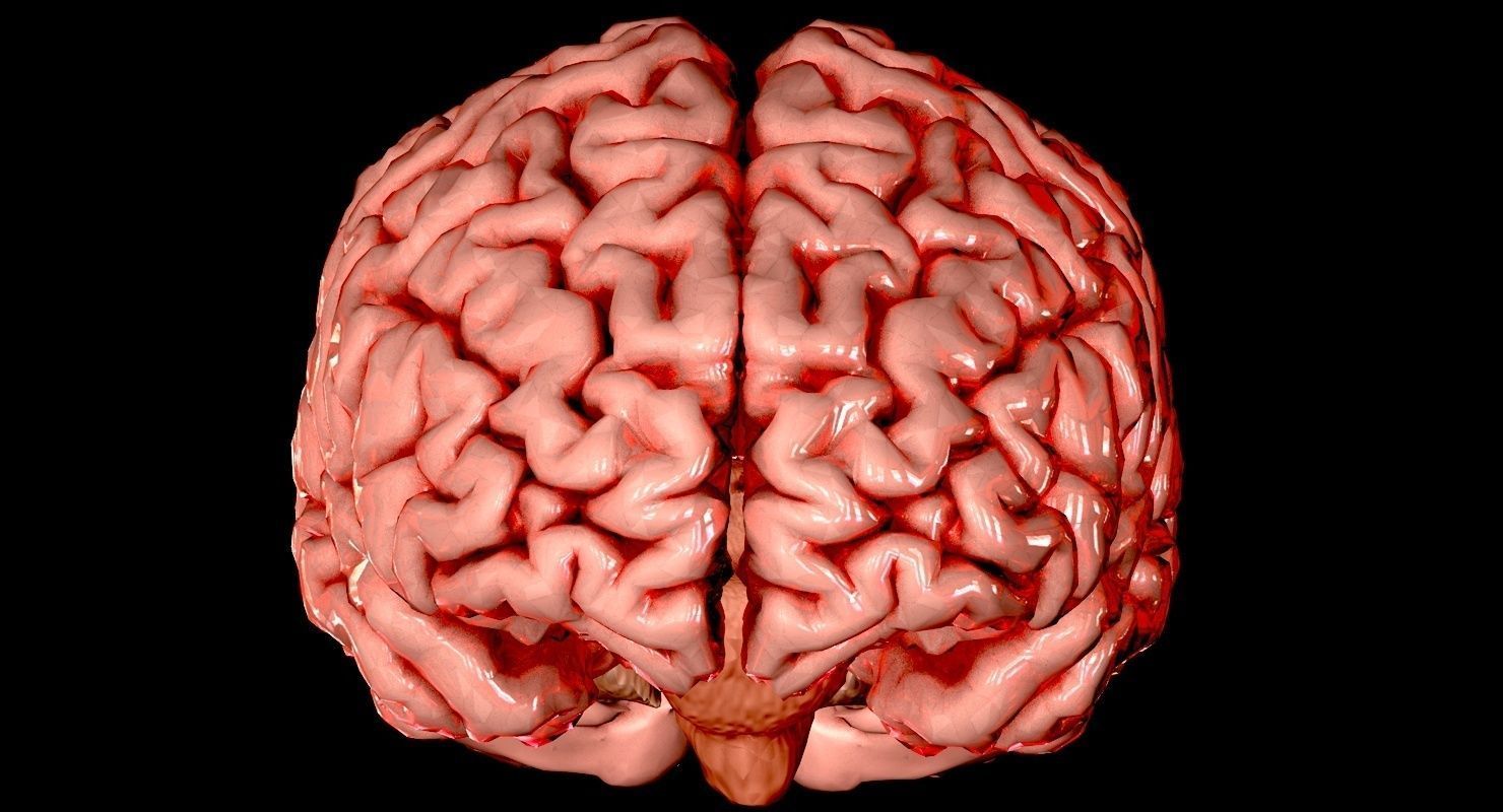 Brain Medically Accurate Brain Anatomy Model High Resolution 3D model_3