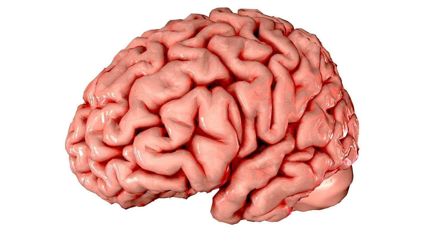 Brain Medically Accurate Brain Anatomy Model High Resolution 3D model_17
