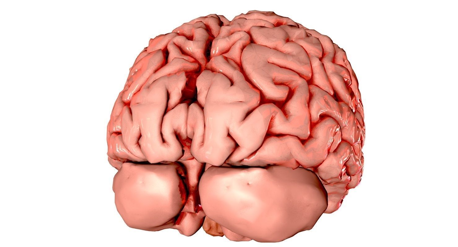 Brain Medically Accurate Brain Anatomy Model High Resolution 3D model_32