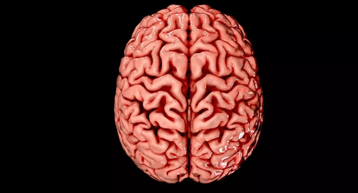 Brain Medically Accurate Brain Anatomy Model High Resolution 3D model_0