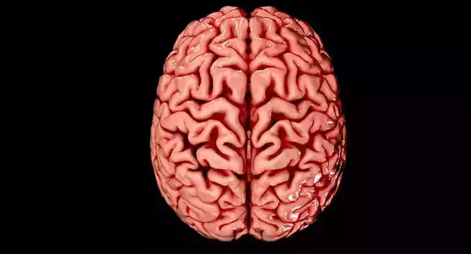 Brain Medically Accurate Brain Anatomy Model High Resolution 3D model