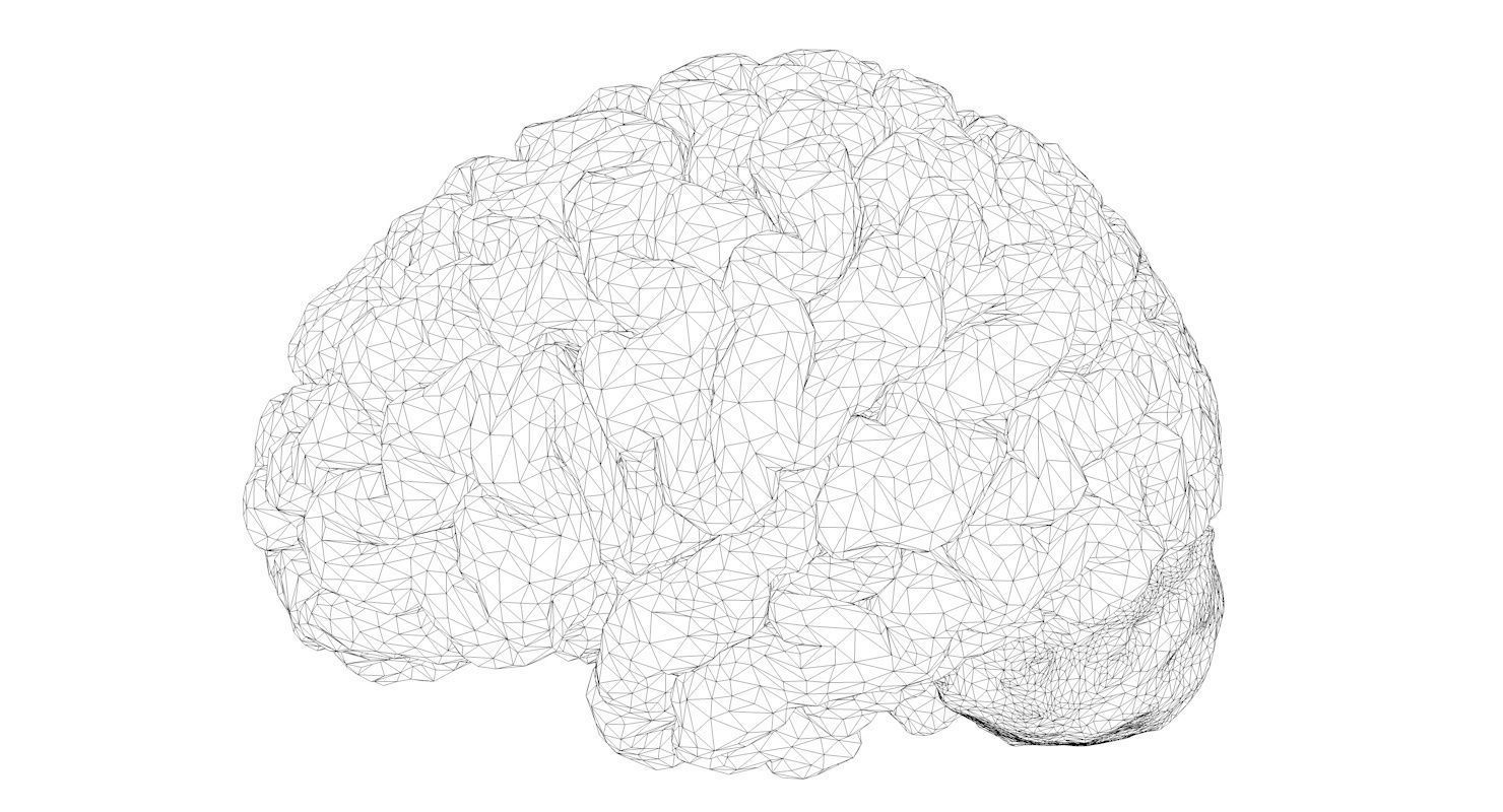 Brain Medically Accurate Brain Anatomy Model High Resolution 3D model_13