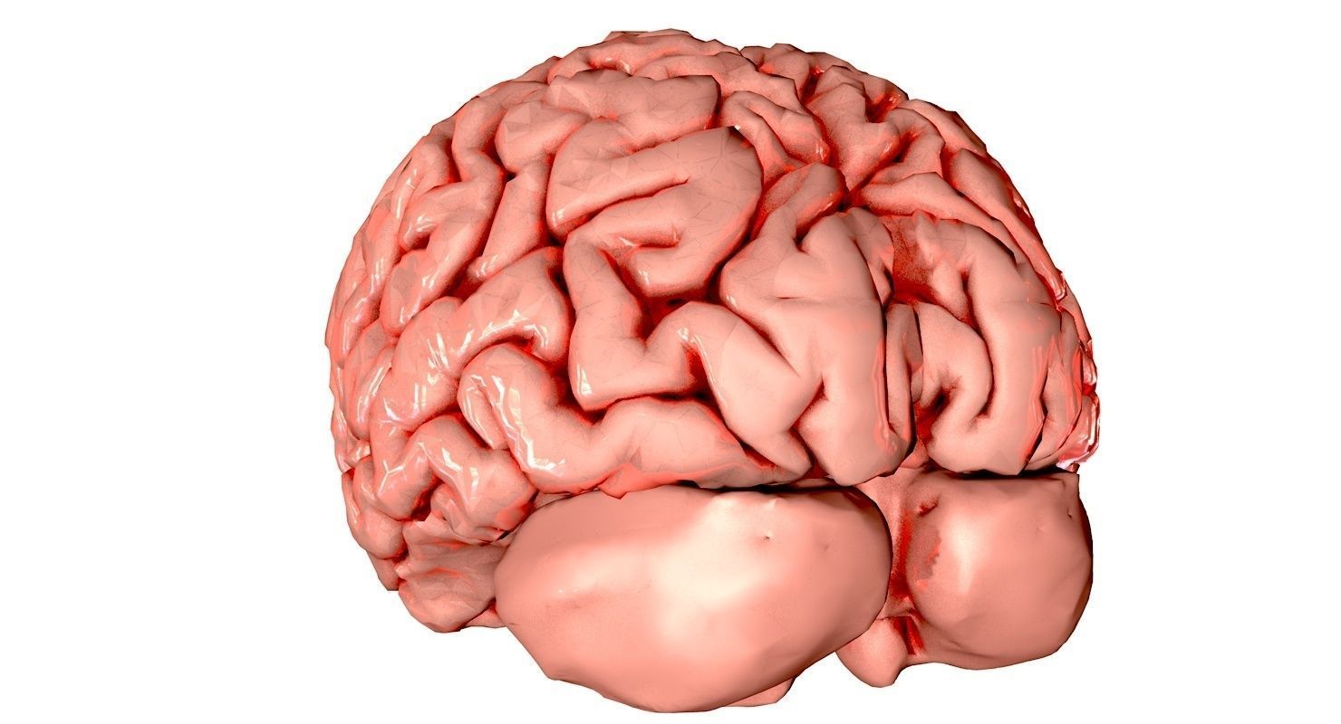 Brain Medically Accurate Brain Anatomy Model High Resolution 3D model_28