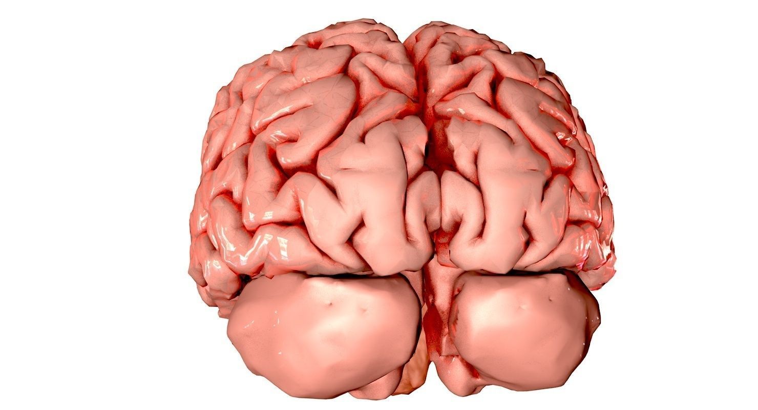 Brain Medically Accurate Brain Anatomy Model High Resolution 3D model_30