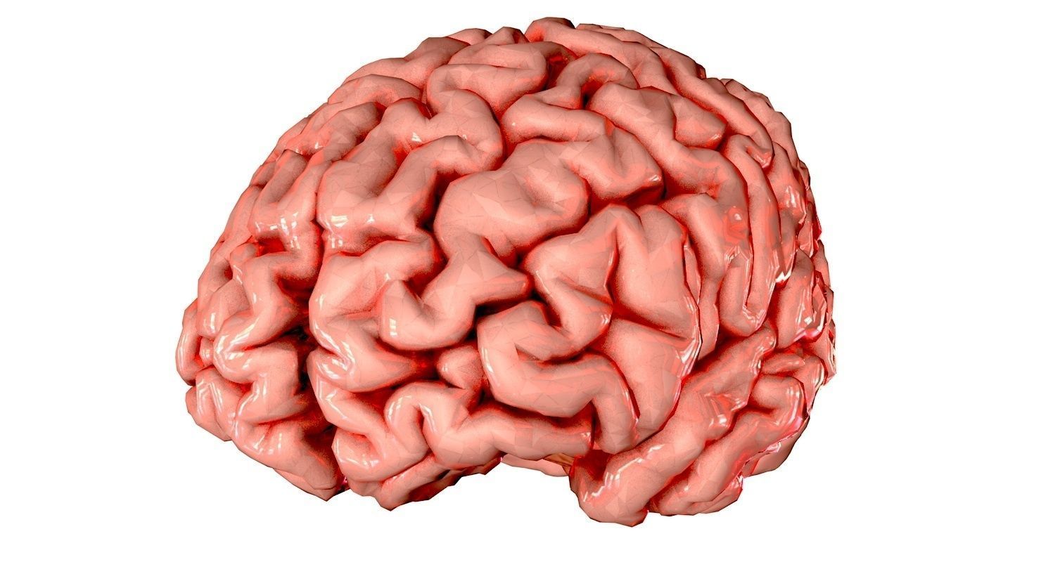 Brain Medically Accurate Brain Anatomy Model High Resolution 3D model_52