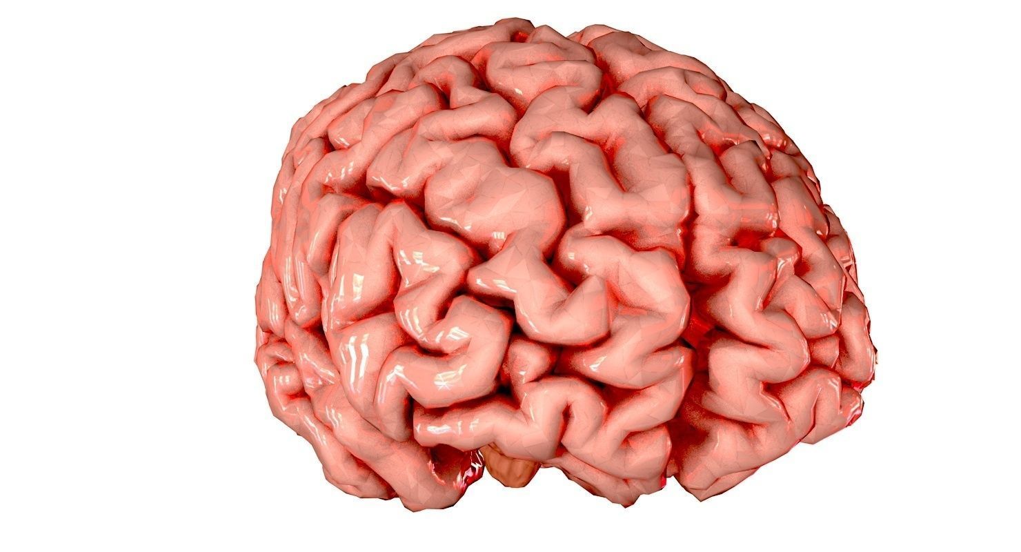 Brain Medically Accurate Brain Anatomy Model High Resolution 3D model_48