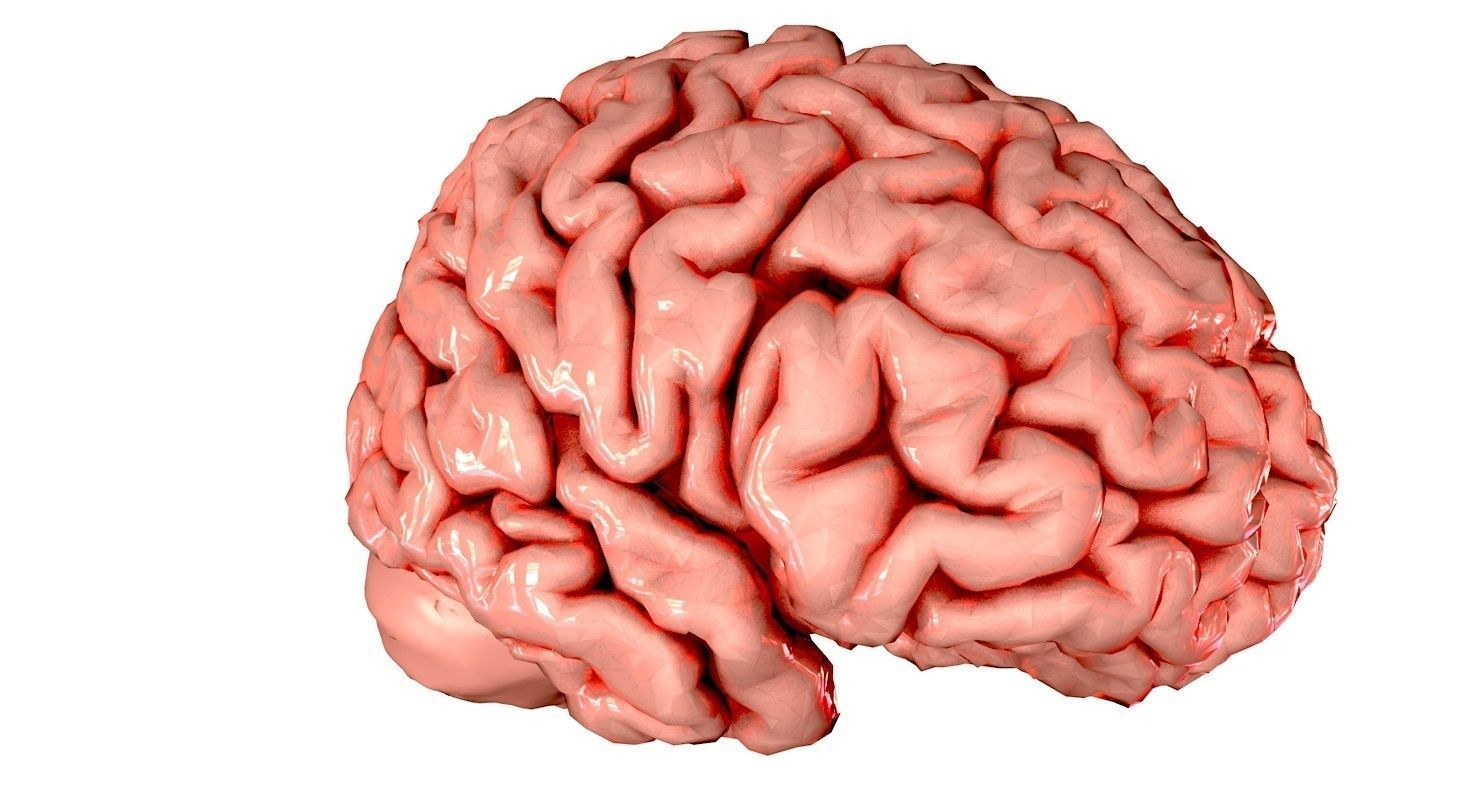 Brain Medically Accurate Brain Anatomy Model High Resolution 3D model_44