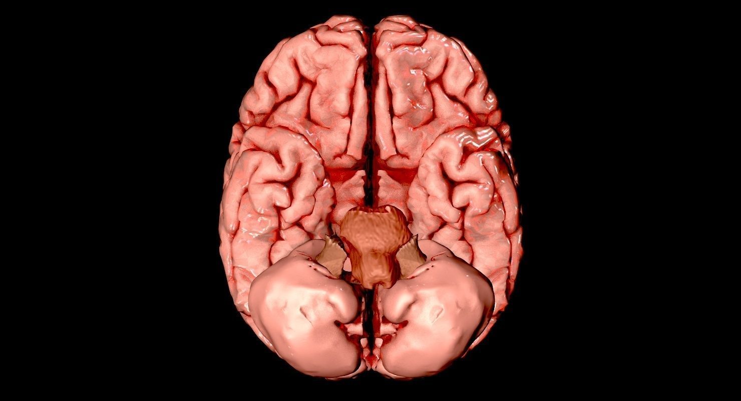 Brain Medically Accurate Brain Anatomy Model High Resolution 3D model_6