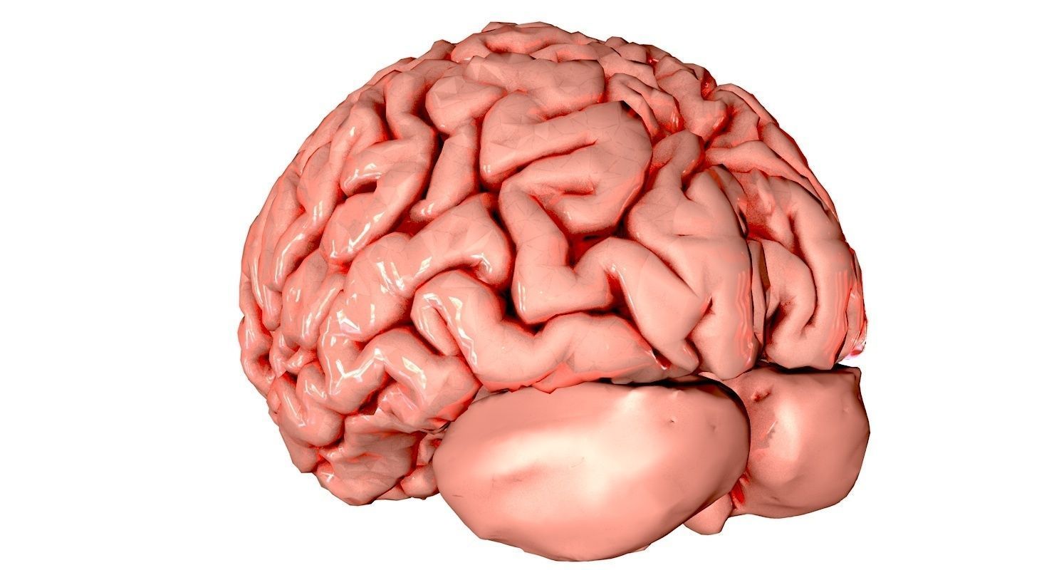 Brain Medically Accurate Brain Anatomy Model High Resolution 3D model_25