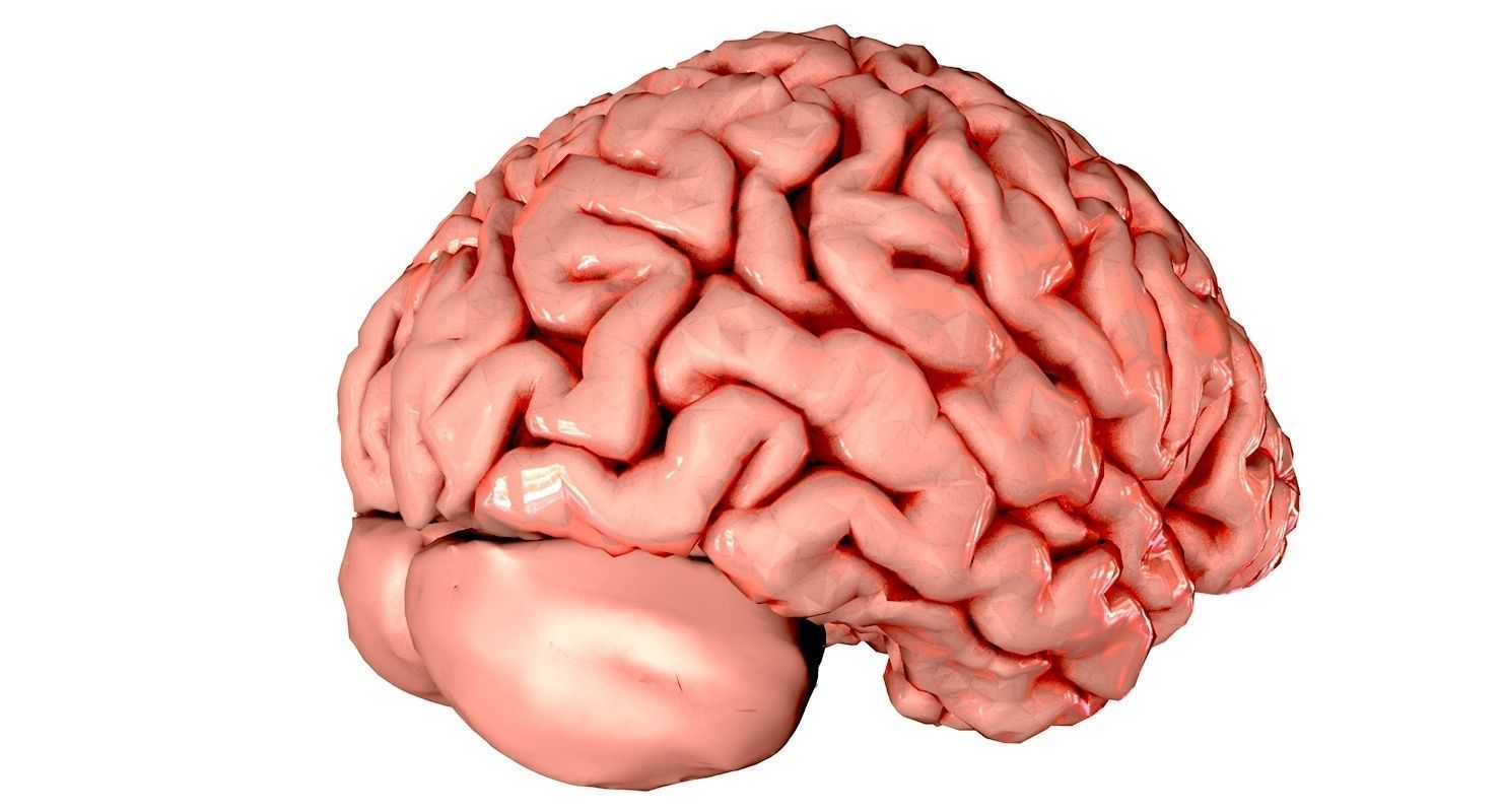Brain Medically Accurate Brain Anatomy Model High Resolution 3D model_37