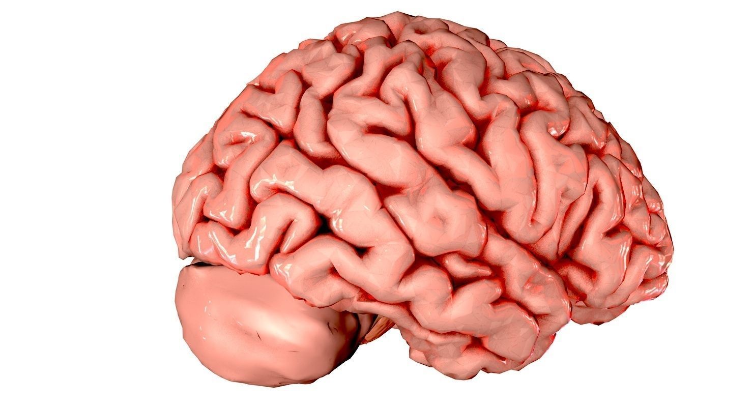 Brain Medically Accurate Brain Anatomy Model High Resolution 3D model_38
