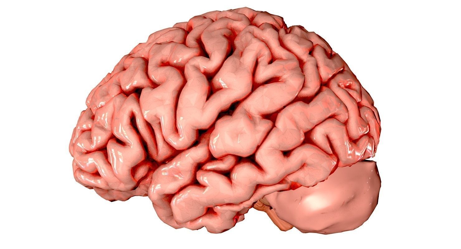 Brain Medically Accurate Brain Anatomy Model High Resolution 3D model_21