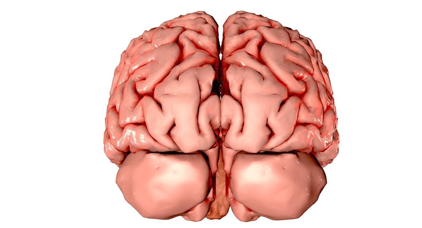 Brain Medically Accurate Brain Anatomy Model High Resolution 3D model_31