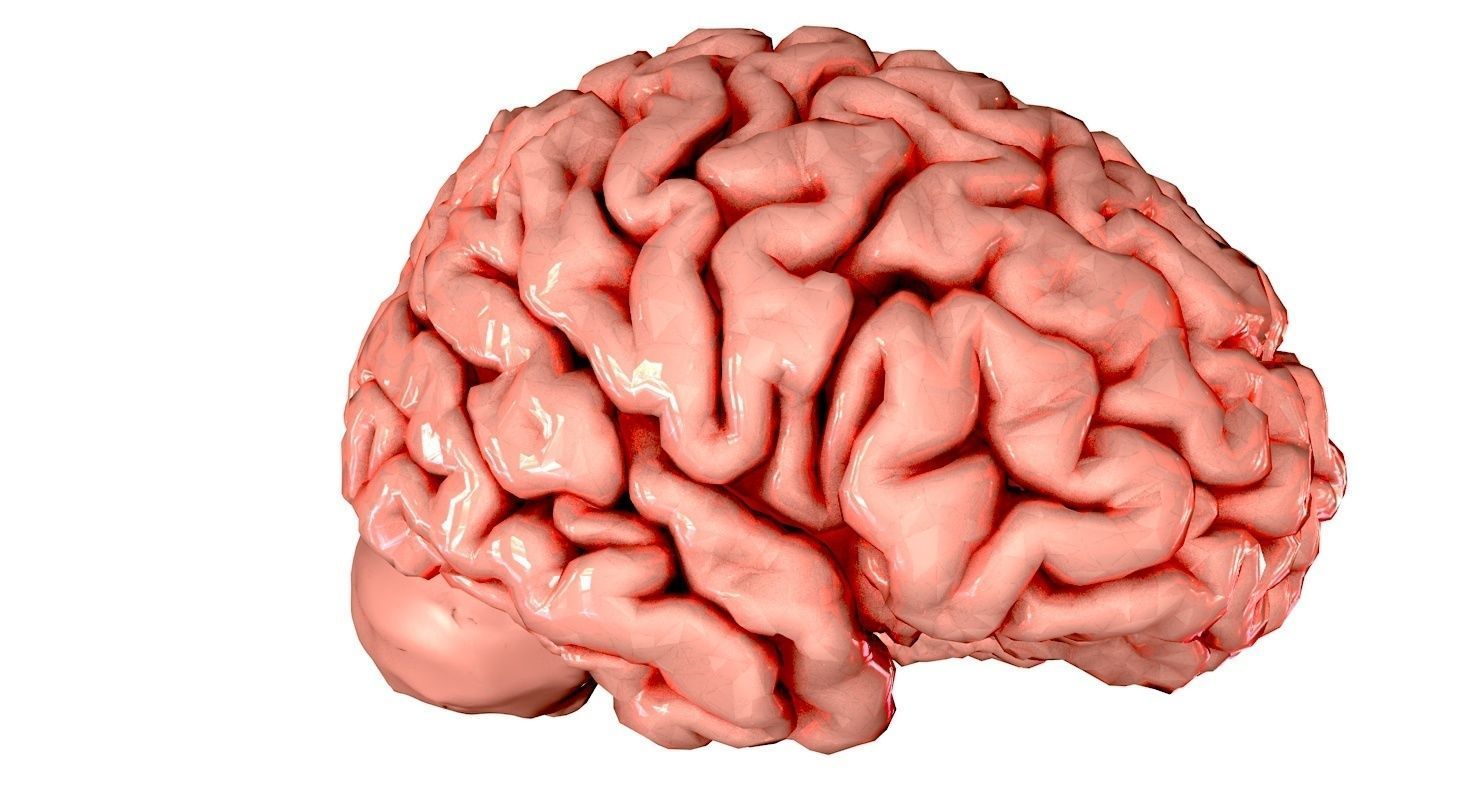 Brain Medically Accurate Brain Anatomy Model High Resolution 3D model_43