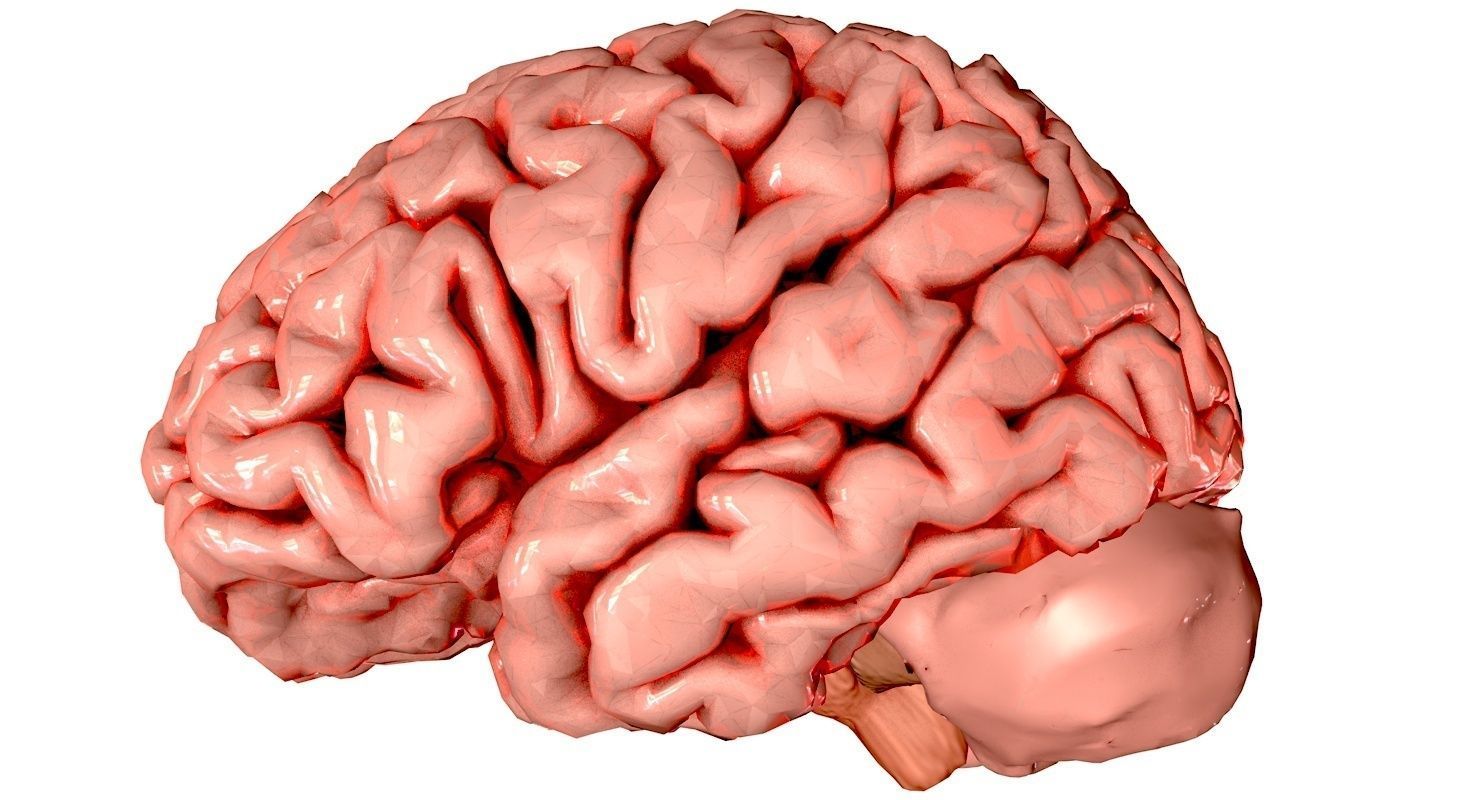 Brain Medically Accurate Brain Anatomy Model High Resolution 3D model_11