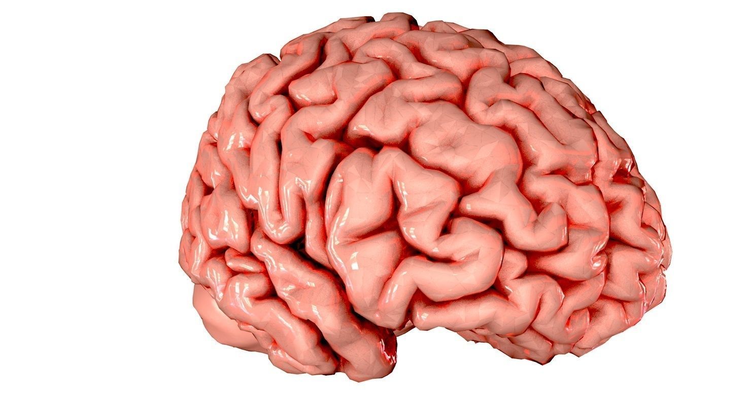 Brain Medically Accurate Brain Anatomy Model High Resolution 3D model_45