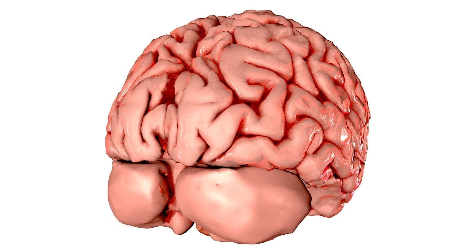 Brain Medically Accurate Brain Anatomy Model High Resolution 3D model_33