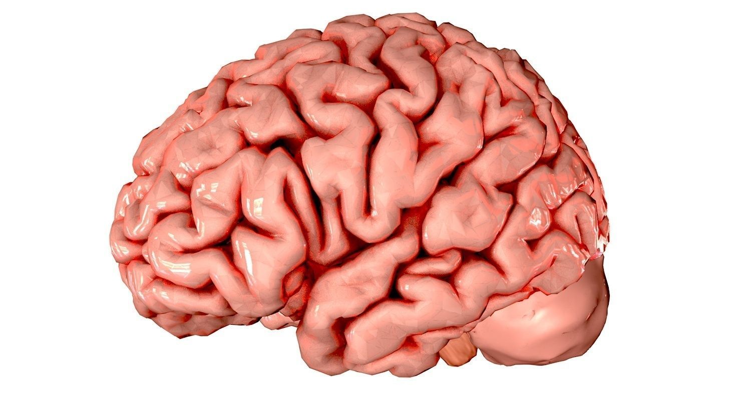 Brain Medically Accurate Brain Anatomy Model High Resolution 3D model_24
