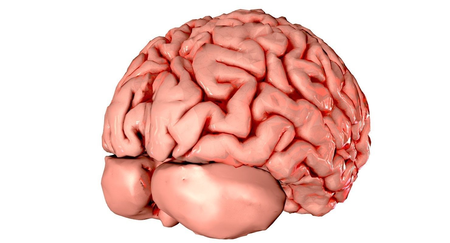 Brain Medically Accurate Brain Anatomy Model High Resolution 3D model_35