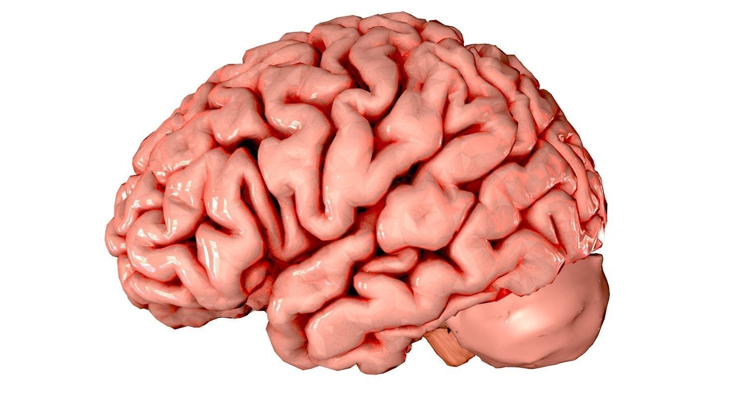 Brain Medically Accurate Brain Anatomy Model High Resolution 3D model_19