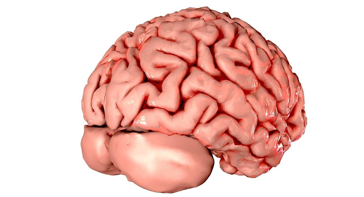 Brain Medically Accurate Brain Anatomy Model High Resolution 3D model_36