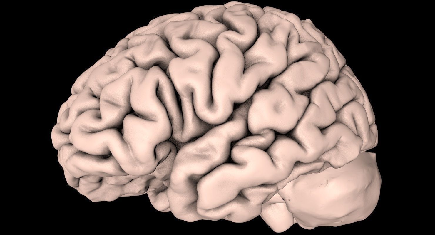 Brain Medically Accurate Brain Anatomy Model High Resolution 3D model_1