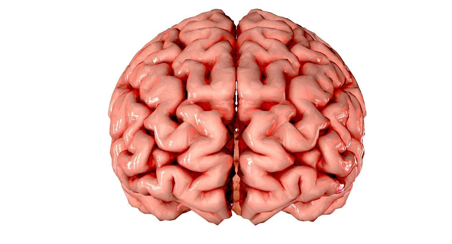 Brain Medically Accurate Brain Anatomy Model High Resolution 3D model_47