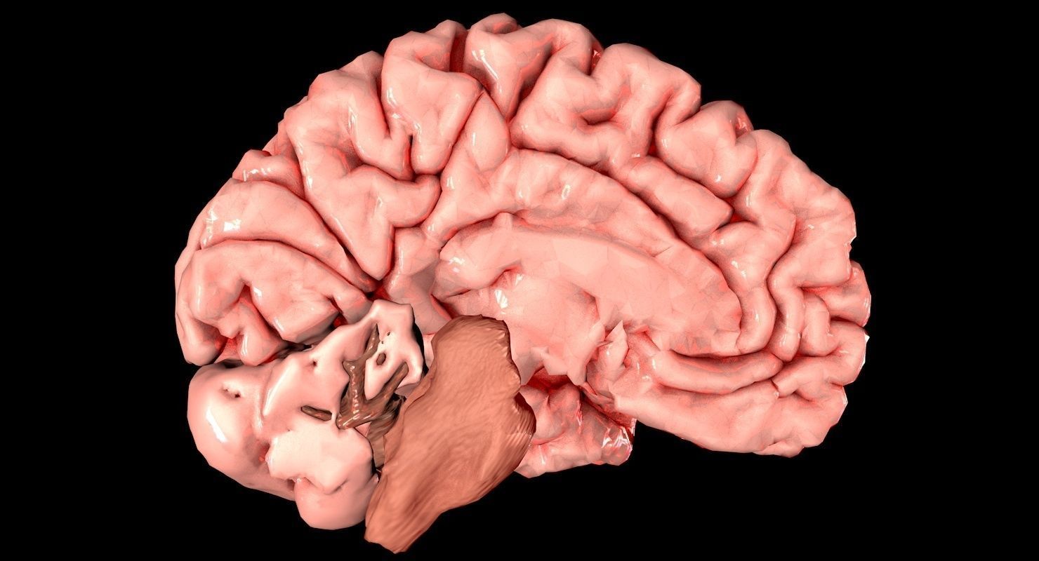 Brain Medically Accurate Brain Anatomy Model High Resolution 3D model_4