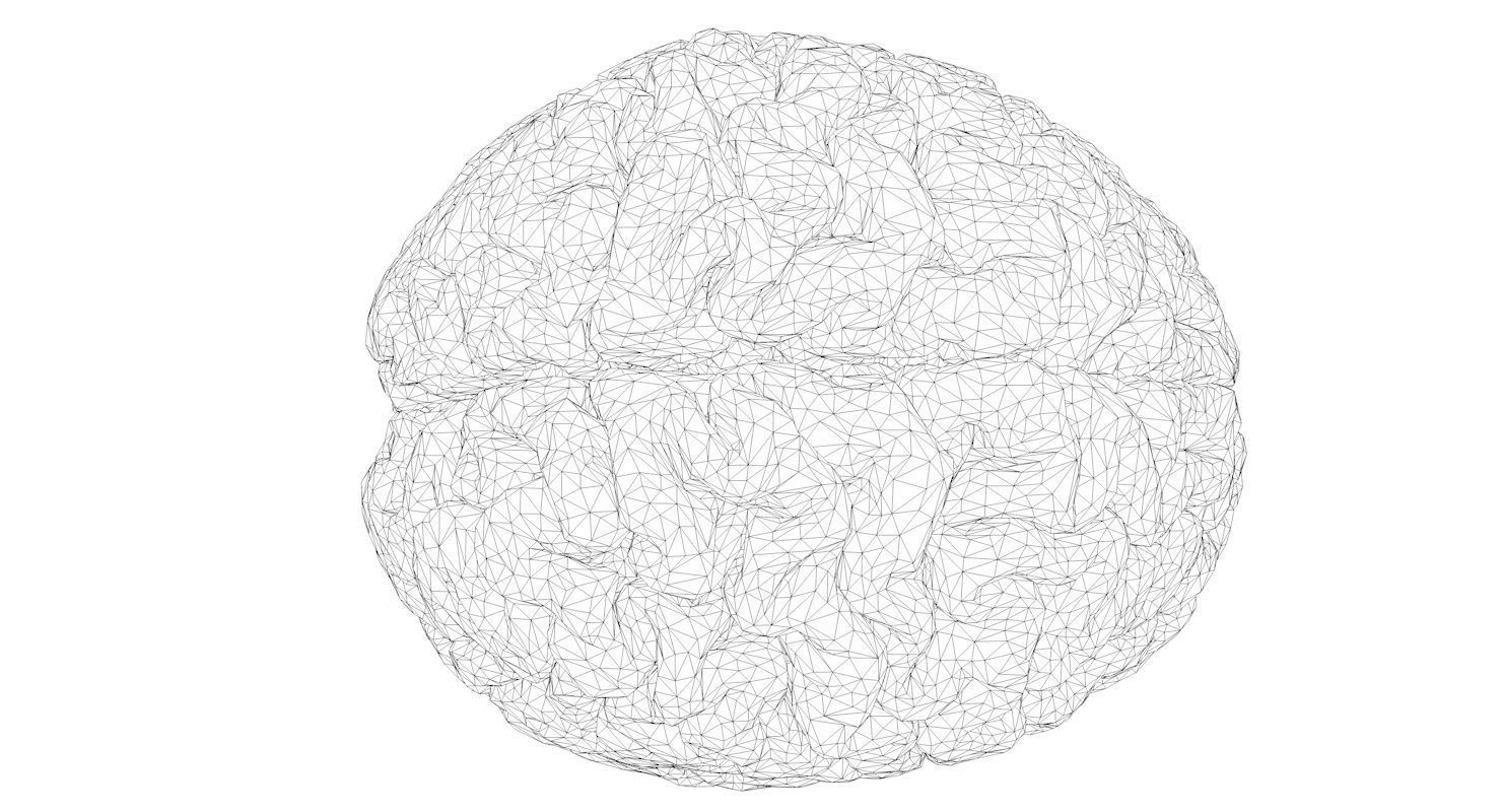 Brain Medically Accurate Brain Anatomy Model High Resolution 3D model_14